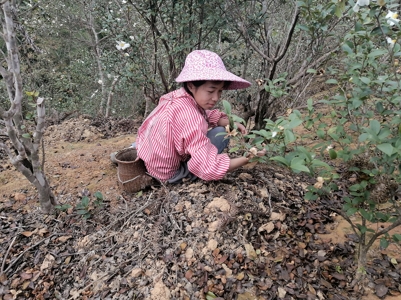 地坪镇岑归村茶油基地，满地黑亮的茶籽，群众正抢时在基地捡茶籽