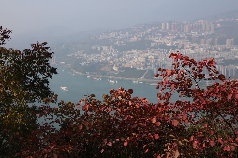 图14：中国最美城市巫山披红霞   唐探峰摄于文峰景区