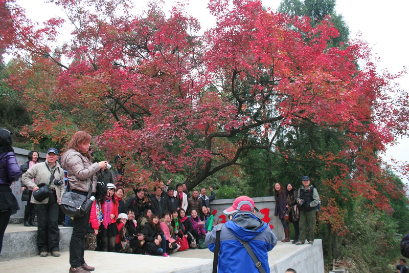 图5：中国三峡红叶王耸彩迎客   唐探峰摄于培石景区