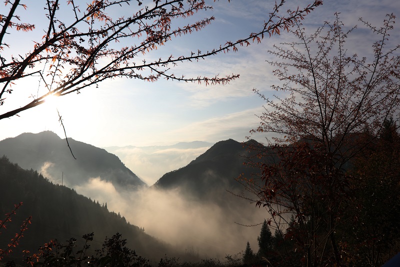 图10：花傲寒雪离春近  唐探峰摄于官渡镇杨坝村