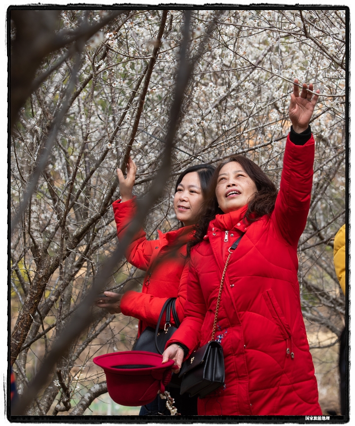 6、2021年1月13日，游客在苍梧县狮寨镇古东村欣赏雪白的青梅花。（何华文）