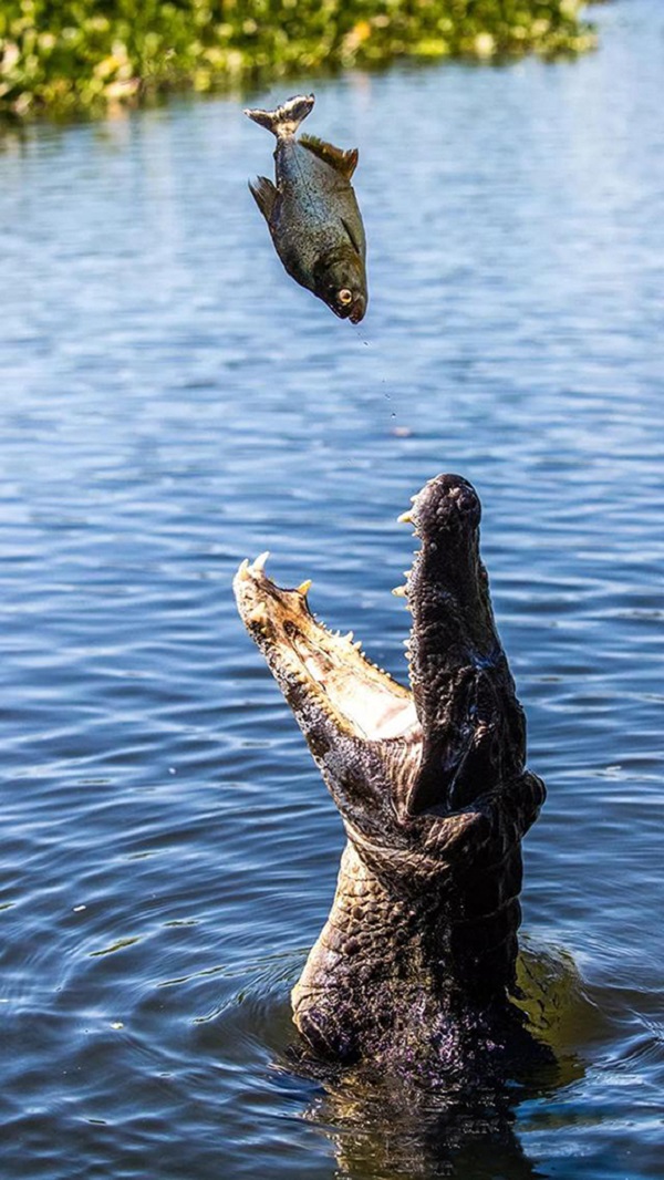 湿地凯门鳄在进食