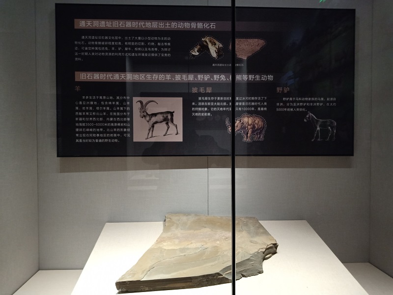 动物骨骼化石