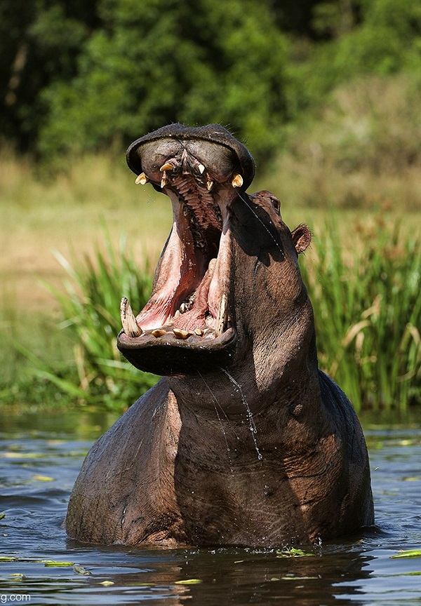 张着大嘴的河马