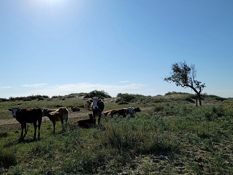草原上有棵沙枣树