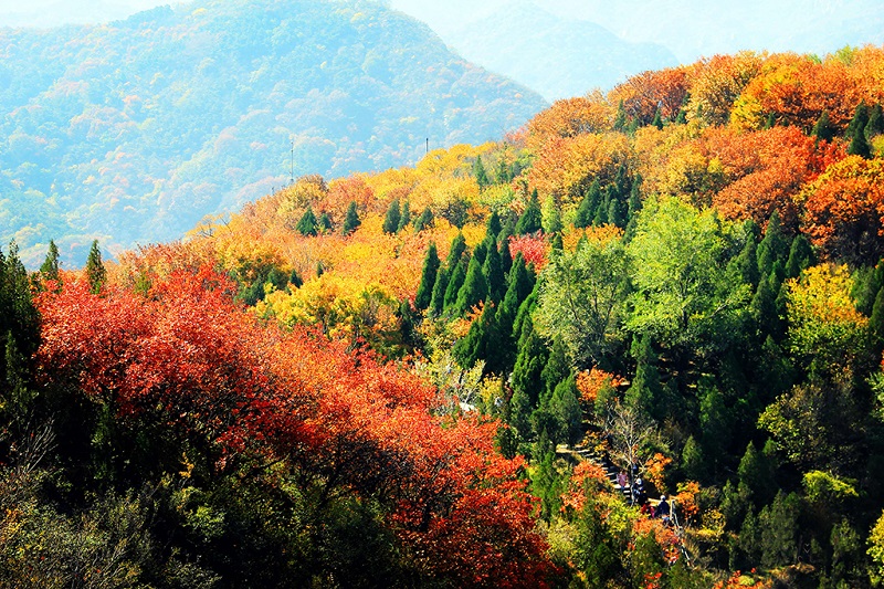 美丽的香山秋日