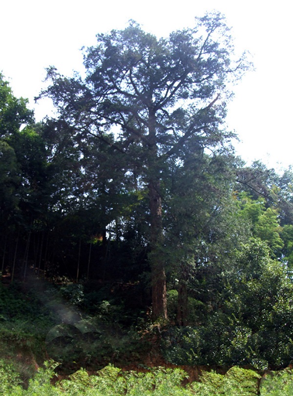 ZSS21101301C