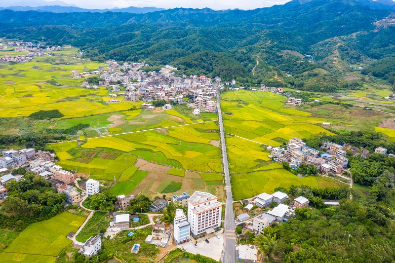 2、2021年10月13日，广西梧州市苍梧县石桥镇万亩稻田已经成熟，丰收在望，像一幅美丽的田园画卷，美不胜收。（何华文）