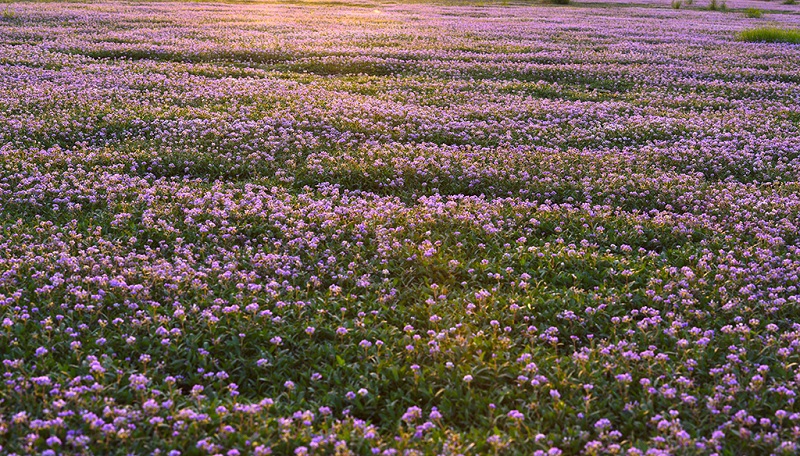 鄱阳湖畔蓼子花开