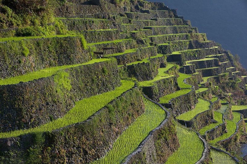 菲律宾高山古梯田