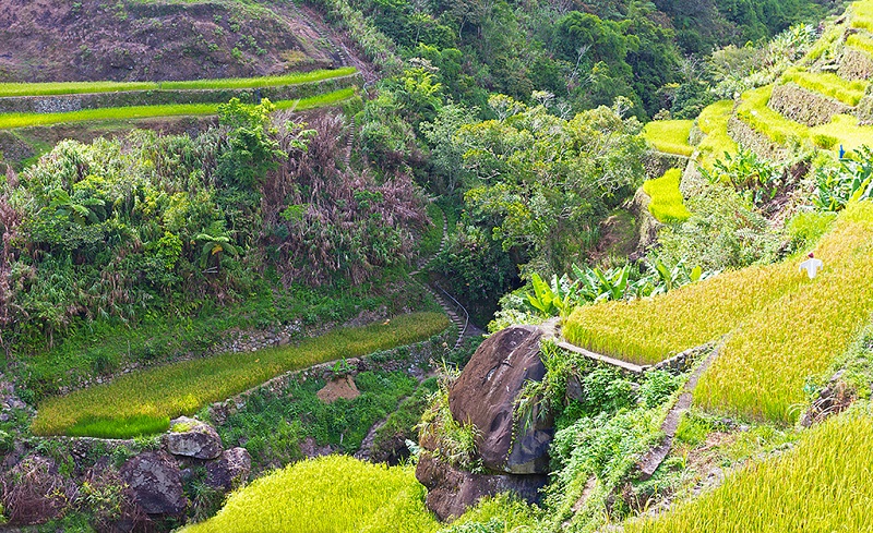 丰收在望