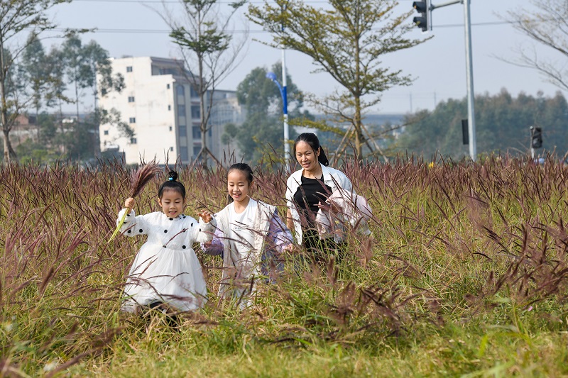 2、2021年12月12日，广西梧州市龙圩区苍海新区苍海湖畔，如梦似幻的糖蜜草盛开，一片粉色花海，吸引市民前来赏花游玩。（何华文）