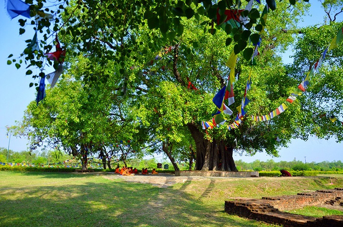 蓝毗尼千年菩提树