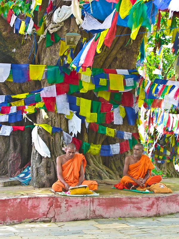菩提树上经幡飘飘
