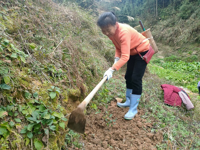 群众上山栽油茶