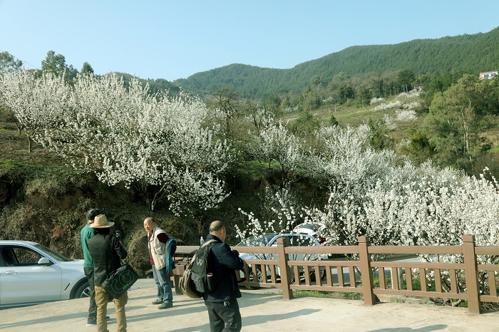 《摄影人来到樱桃花海》。唐探峰