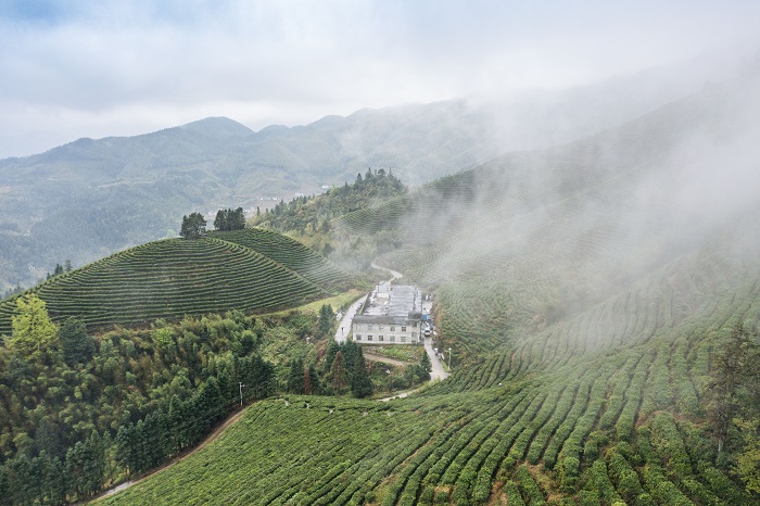 美丽的华仙峰脚下的赤水仙茶场