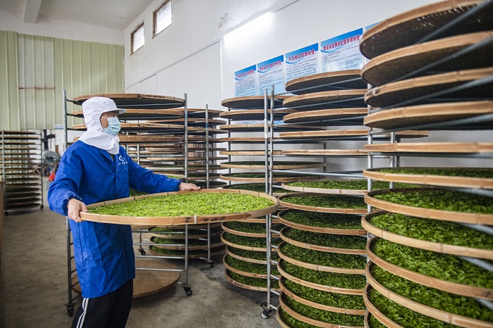 对刚采摘下来的茶叶摊青