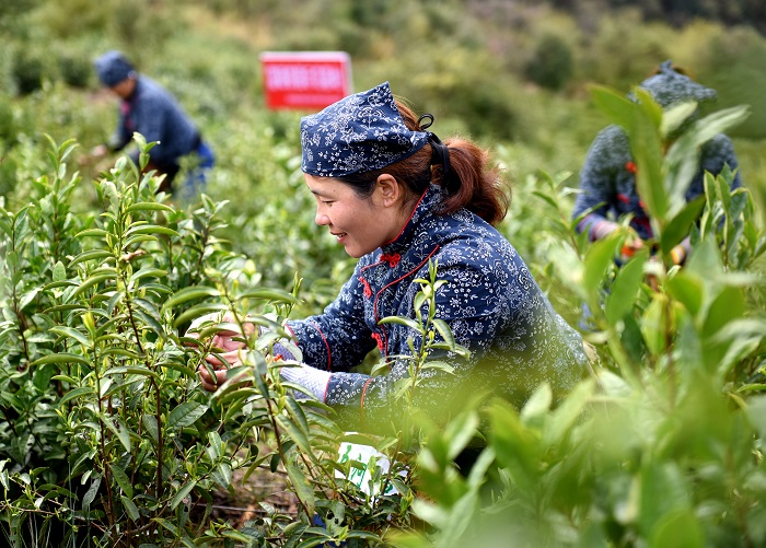 《茶园欢歌》图7