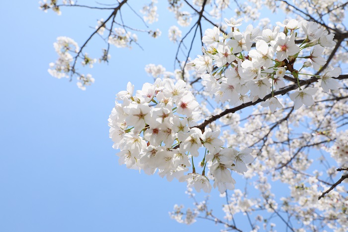 4.洁白如雪的樱花。