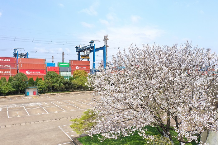 6.生产场地旁的樱花。