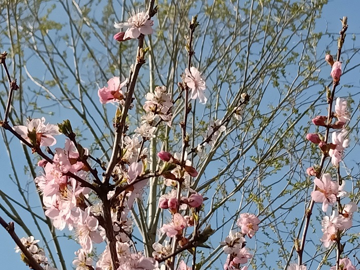 春色撩人