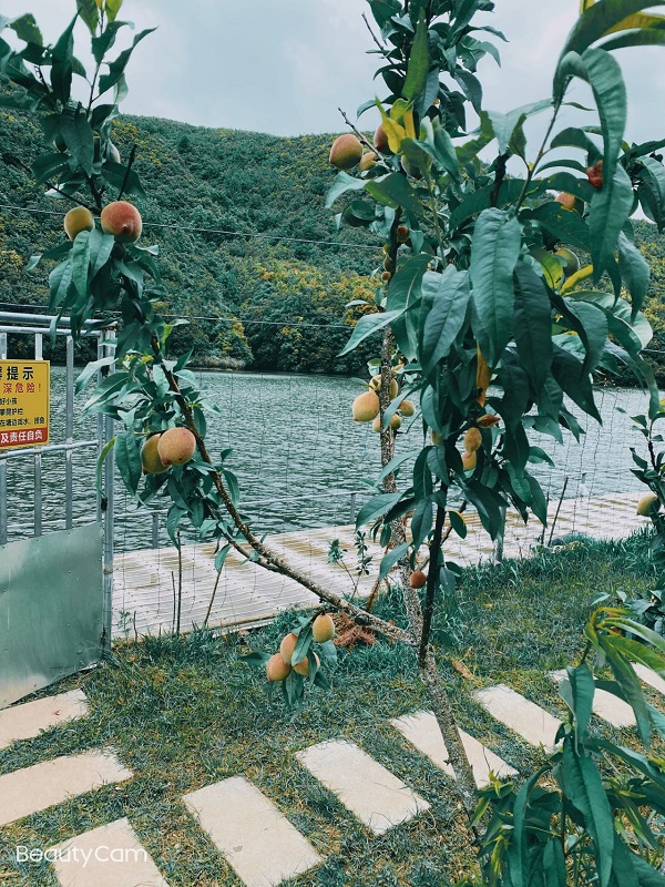 甜甜的琵琶等你来