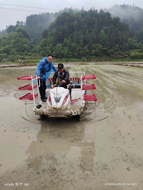 机械化插秧现场 (1)