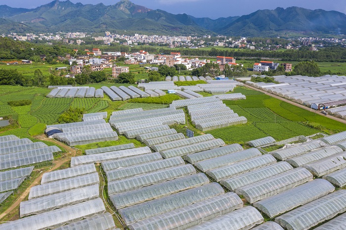 5、2022年6月10日，航拍广西梧州岑溪市安平镇富宁村碧绿的稻田与包茂高速、村庄、蔬果大棚、青山等构成一幅美丽的乡村田园画卷。（何华文）