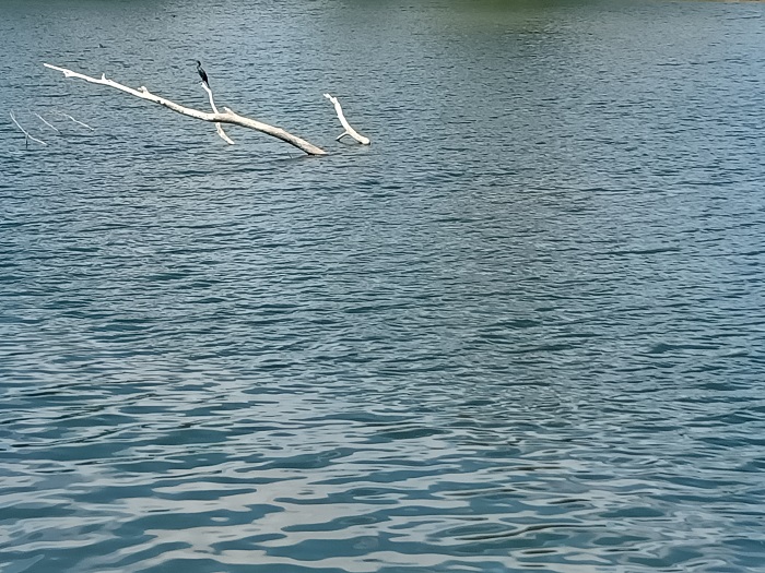 钓鱼狼。