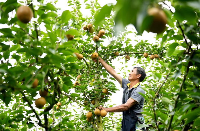 《江西浮梁：蜜梨飘香采摘忙》图9 - 复件