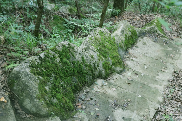 图13：重庆巫山骡坪大垭“云中花谷”石林中的龙形奇石。唐金生摄