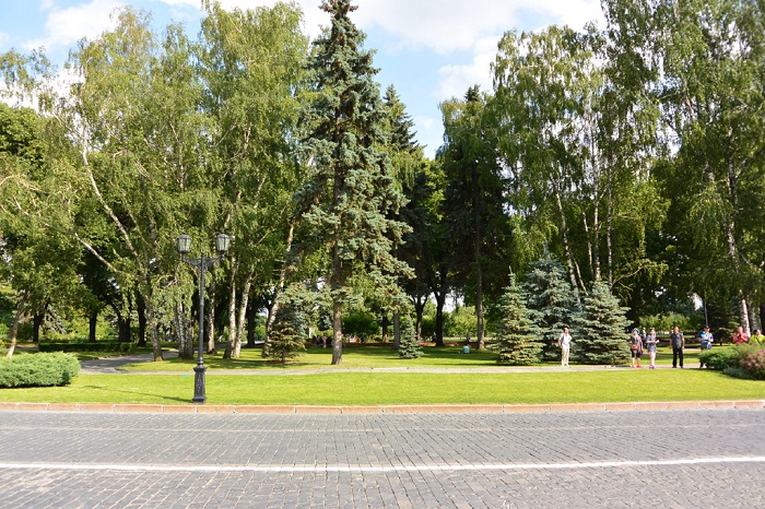 莫斯科白桦林景色