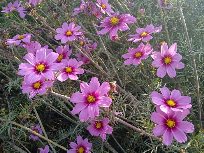 这是9月11日在新疆北屯东区林场拍摄的鲜花 (12)