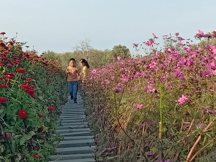 这是9月11日在新疆北屯东区林场拍摄的鲜花 (15)