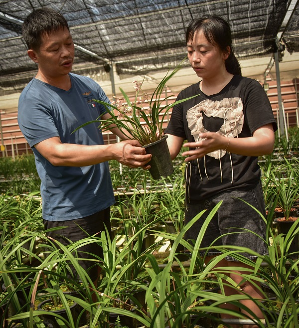 花卉种植园交流花的美好事业