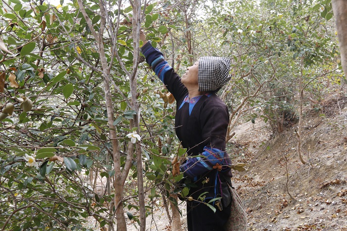 图为：2022年11月13日，在庆云镇万亩油茶种植示范基地，种植户忙着采摘捡籽  (4)