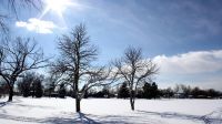 蒙特利尔的雪（图）