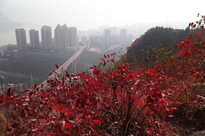 图14：《神女之乡红叶彩霞之城仙气浓》。唐探峰  17784436870