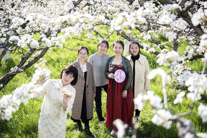 《江西浮梁：梨花似雪  美景如画》图1