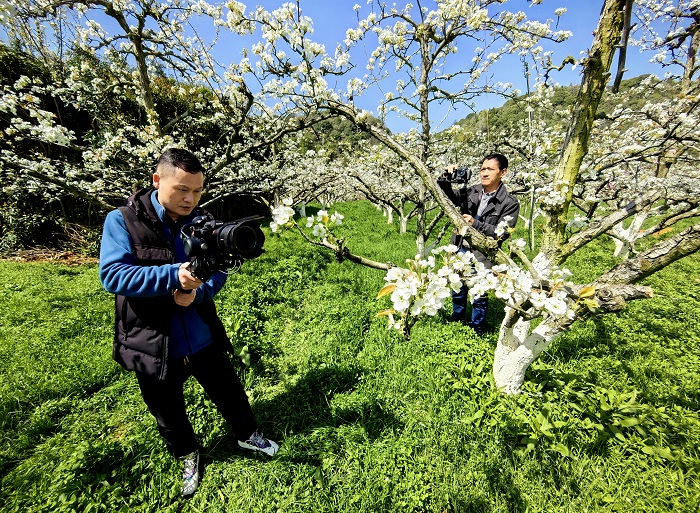《江西浮梁：梨花似雪  美景如画》图2