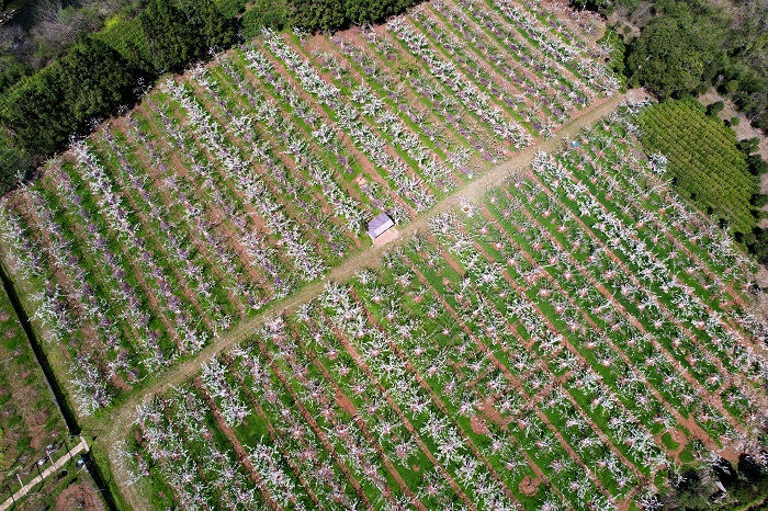 《江西浮梁：梨花似雪  美景如画》图3