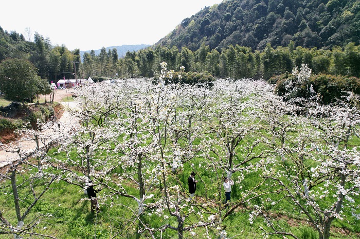 《江西浮梁：梨花似雪  美景如画》图12