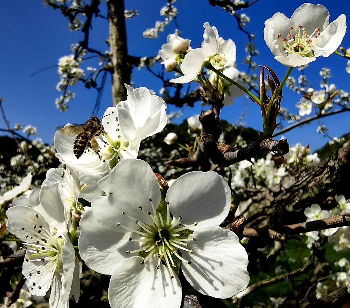 《江西浮梁：梨花似雪  美景如画》图14