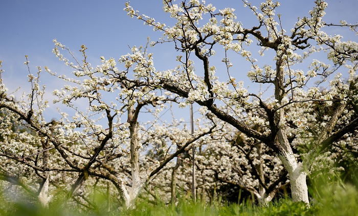 《江西浮梁：梨花似雪  美景如画》图16