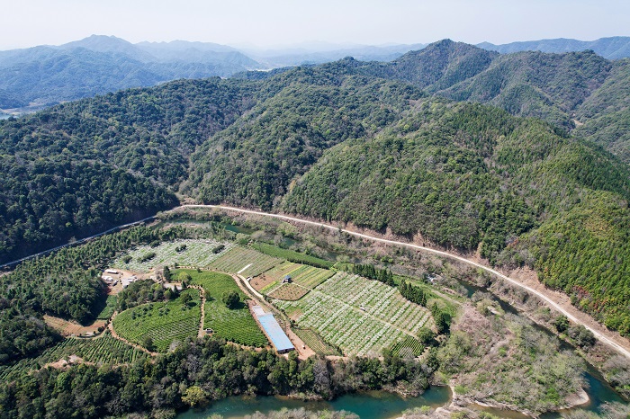 《江西浮梁：梨花似雪  美景如画》图17