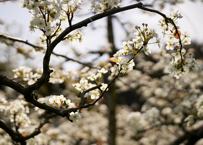 《江西浮梁：梨花似雪  美景如画》图18