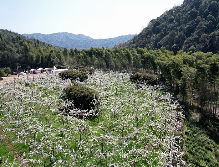 《江西浮梁：梨花似雪  美景如画》图19