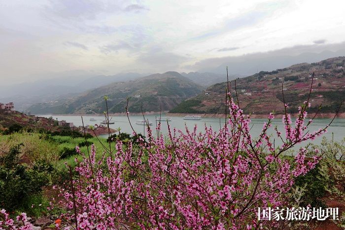 图1：三峡黄金水道百里花海游轮赏美景。2023年3月24日，摄于重庆巫山长江段。唐金生  17784436870