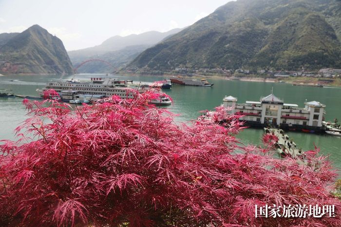 图14：巫山有红叶品种200多个四季有红叶迎客。2023年4月6日，摄于重庆巫山长江段。唐金生  17784436870